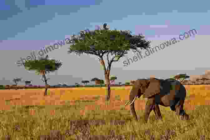 A Breathtaking View Of The African Savanna Hunting The Hippopotamus (A Hunter S Trails And A Hunter S Tales)