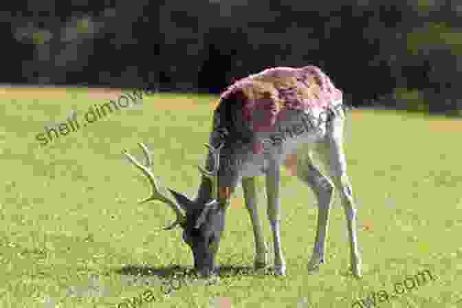 A Deer Grazing In A Field In Uruguay Discovering Uruguay On Horseback: A Gaucho In Training (Warrior To Gypsy Travel Series)