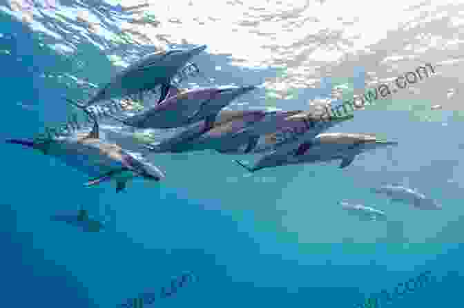 A Group Of Dolphins Swimming In The Ocean COMPLETE GUIDES TO FLY FISHING: Having A Soothing Oceanic Animal Experience