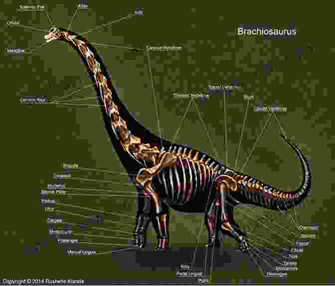 A Towering Brachiosaurus Skeleton African Dinosaurs Unearthed: The Tendaguru Expeditions (Life Of The Past)