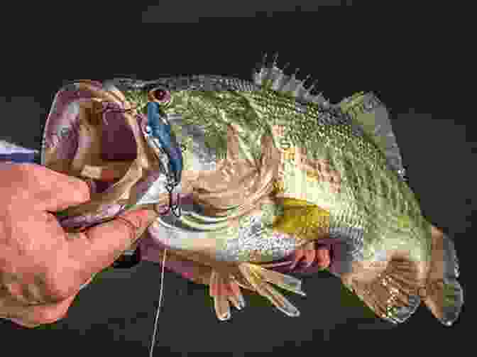 Angler Holding A Largemouth Bass Caught In Kenton County Kenton County Kentucky Fishing Floating Guide Part 2: Complete Fishing And Floating Information For Kenton County Kentucky Part 2 The Ohio River (Kentucky Fishing Floating Guide Books)