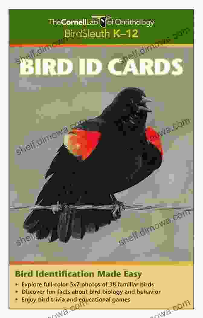 Bird Identification Made Easy With The Color Coding System. Identifying Birds By Colour Geoff Cunfer