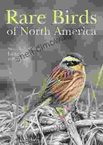 Rare Birds Of North America